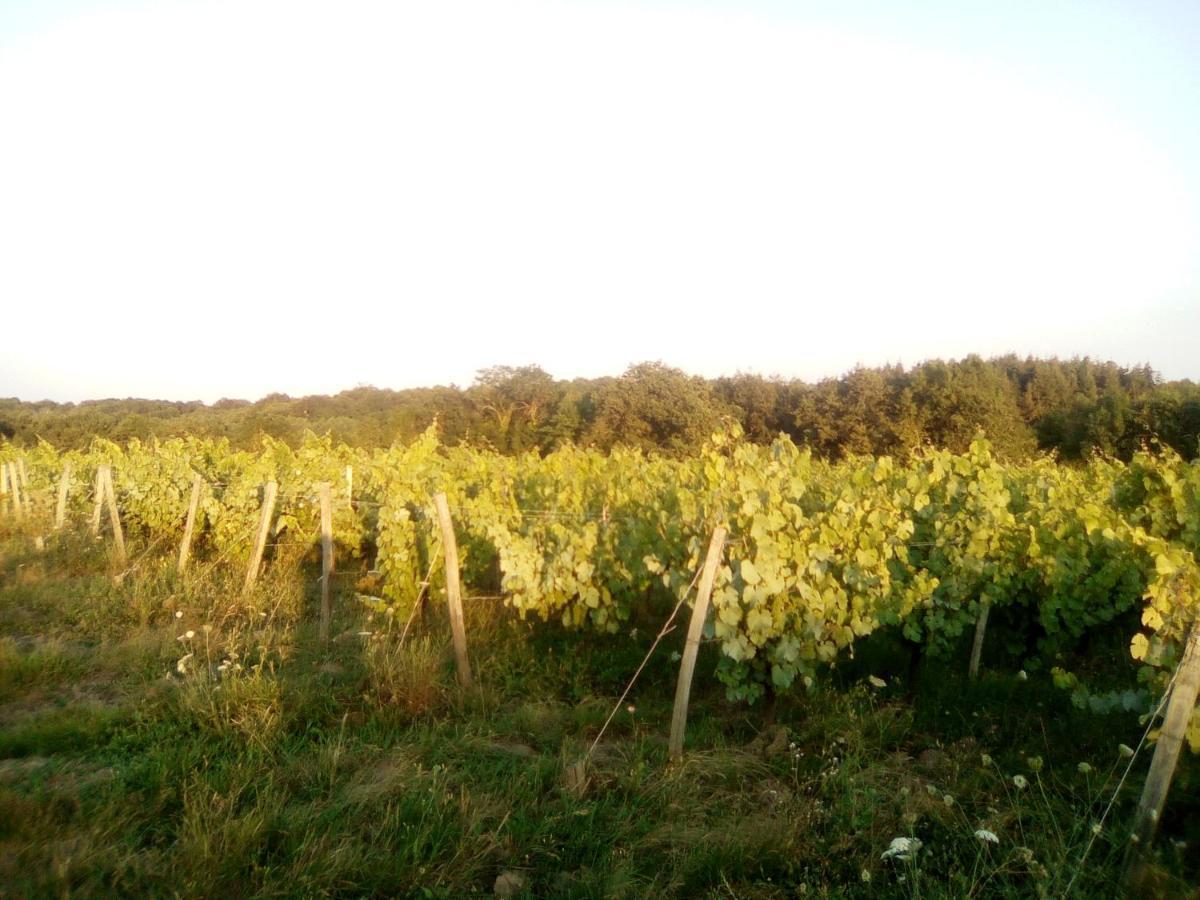Mas Des Vignes Piscine Chauffee Bed & Breakfast Le Champ-Saint-Pere Exterior photo